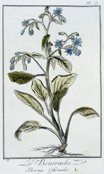 Borage (Borago Officinalis) - i "Øvelser i botanik til brug for handlende", skrevet af J.C. Philibert, Imprimerie de Crapelet, Paris
