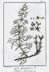 La Garance (Rubia Tinctorum) - i "Øvelser i botanik til brug for handlende", skrevet af J.C. Philibert, Imprimerie de Crapelet, Paris