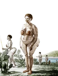 La Venus Hottentote, kvinde af racen Bochiman (The Hottentot Venus,) gravering fra 1815.