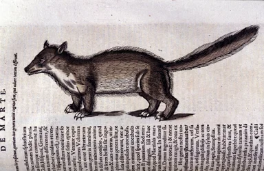 La martre (eller marte) i Historia Animalium af Conrad Gesner (1516 - 1565), Tiguri