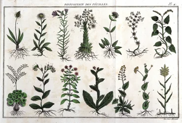 Layout af bladene: i "" Flora Françoise, eller en kort beskrivelse af alle de planter, der vokser naturligt i Frankrig, arrangeret efter en ny analysemetode, hvortil citatet af deres mindre tvetydige dyder inden for medicin, og deres anvendelighed i