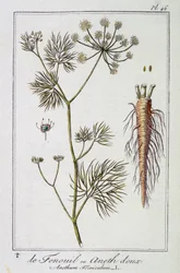 Fennikelen eller sød dild (Anethum Foeniculum) - i "Øvelser i botanik til brug for handlende", redigeret af J.C. Philibert, Imprimerie de Crapelet, Paris