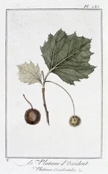 The Western Plane (Platanus occidentalis) - i "Øvelser i botanik til brug for handlende", redigeret af JC Philibert, Imprimerie de Crapelet, Paris