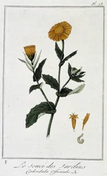 Morgenfrue (Calendula Officinalis) - i "Øvelser i botanik til brug for handlende", skrevet af J.C. Philibert, imp. Crapelet, Paris