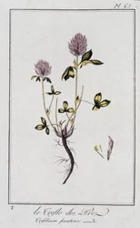 Le Clover des Meadows (Trifolium pratense) - i "Øvelser i botanik til brug for handlende", redigeret af J.C. Philibert, Imprimerie de Crapelet, Paris