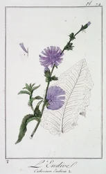 Endive (Cichorium Endivia) - i "Øvelser i botanik til brug for handlende", skrevet af J.C. Philibert, Imprimerie de Crapelet, Paris