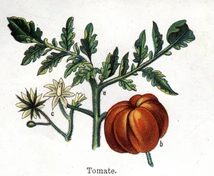 Medicinske og fødevarer botaniske planter: tomat. Indgravering i "" La medication naturelle"", af Friedrich Eduard Bilz (1842-1922)