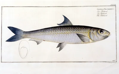 Naturhistorisk plade: Pilcharden efter Blochs "Ichtiology". Indgravering af det 19. århundrede.