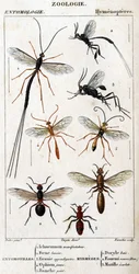 Naturhistorisk bestyrelse. Entomologi. Hymenopteres familie. Entomotiller: 1. Inchneumon demonstrant; 2. Foene lancier; 3. Evanie appendigastre; 4. Gul ophion; 5. Hvidmalet. Myrmeges: 1. Doryle bugt; 2. Forsynet rødhåret (Fem.) 3. Ecarlate mutille.