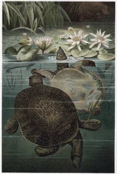Nile Softshell Turtle - Den afrikanske softshellskildpadde eller Nile softshellskildpadde (Trionyx triunguis) - gravering fra "" Brehms Dyreliv"" af Alfred Edmund Brehm (1829-1884)