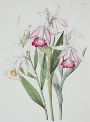 Orkidé: Sobralia liliastrum fra "Sertum Orchidaceum"