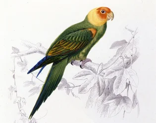 Ornitologi: Carolina papegøje. (Psittacus carolinensis)