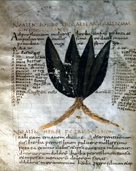 Side af Apuleius