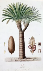 Palm Cycas Revoluta - Botanisk tavle