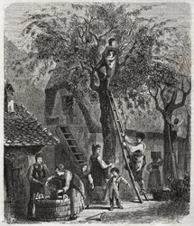 Plukke kirsebær - Plukke kirsebær - gravering af 1860 -