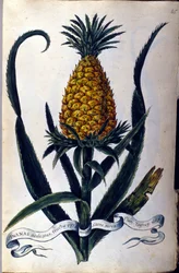 Ananas. 1800-tallets botaniske tavle.