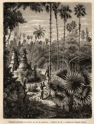 Plantning af borassus palmer i Laos og indsamling af palmevin, som er ingen ringere end indskæringstræets syv, opsamles væsken i en bambus, og stammen omdannes til en ægte skala, ved hjælp af små rattanstriber, hvori spidserne af