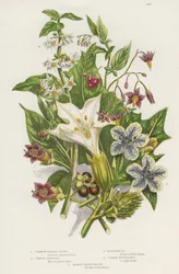 Giftige planter. Ud over den giftige sort eller almindelig natskygge (Solanum nigrum) øverst til venstre og bittersød natskygge eller vednatskygge (Solanum dulcamara) øverst til højre findes den farligere belladonna (Atropa belladonna) nederst til