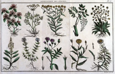 Bestemmelser af blomster: i "" Flora Françoise, eller en kort beskrivelse af alle de planter, der vokser naturligt i Frankrig, arrangeret efter en ny analysemetode, hvortil vi knytter citatet om deres mindre tvetydige dyder inden for medicin og deres anven