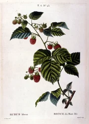 Hindbær og frugt: Botanisk bord fra det 19. århundrede.
