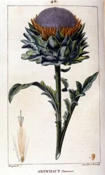 Repræsentation af den almindelige artiskok. Botanisk tavle. 19. århundrede.
