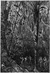 Vejudvikling i Mellemamerika: Boringen af den nicaraguanske vej gennem en urskov (afskovning). Tegning af løjtnant Olivier, medlem af kaptajn Bedford Pims ekspedition (1826-1886). Indgravering i ""Det illustere univers""