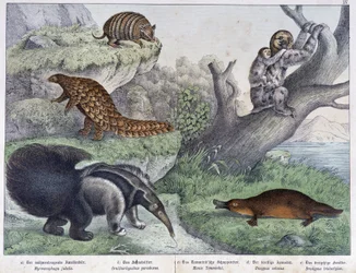 Gnaver: Tatou, doven, myre - i "" Naturlige historier om pattedyr", red. Schreiber