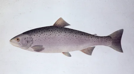 Lakseørred - Naturhistorisk tavle