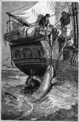 Hajfiskeri. (Pesca allo squalo) 1800-tals gravering. Privat samling.