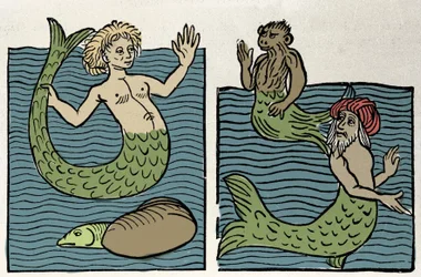 Sirene eller Virgin of the Sea, Monkey and Sea Turk. Gravering fra "Hortus sanitatis""