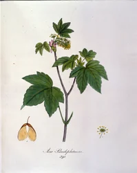 Sycamore Maple Branch. Botanisk tavle fra et herbarium fra begyndelsen af 1800-tallet.
