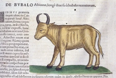 Den afrikanske bøffel efter Historiae animalium af Konrad Gesner, Tiguri