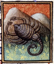 Skorpionen. Miniature af et horoskop. 15. århundredes manuskript. Bibl. Trivulziana, Milano.