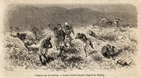 Karavanen af bærere af Henry Morton Stanleys ekspedition (1841-1904) på Misonghi-vejen (Østafrika) blev angrebet af en sky af bier. Gravering for at illustrere rejsen på jagt efter Livingstone i det centrale Afrika af Henry Stanley, korrespondent for