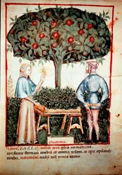 Indsamlingen af Merian Illuminure fra malkning af medicin og diætetik "" Tacuinum sanitatis"" efter malkning af medicin "" Kitabtaqwim as-sihha"" af Ibn Butlan