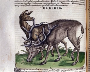 Hjorten efter Historiae animalium af Konrad Gesner, Tiguri