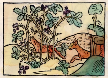 Ræven og druerne. Fable of Asop (gravering fra 1500-tallet)