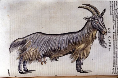 Geden efter Historiae animalium af Konrad Gesner, Tiguri