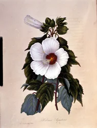 Ibiscus. Botanisk tavle.