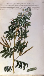 Mimosaen, botanisk tavle, gravering.