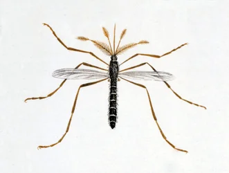 Myggen. Naturhistorisk bestyrelse. 19. århundrede.