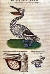 Pelikanen fra "Historiae animalium" af Konrad Gesner, Tiguri