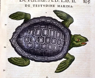 Havskildpadden ifølge Historia Animalium af Conrad Gesner, Tiguri 1560.