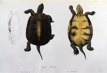 Malariaskildpadden Emys Lutaria efter "Fauna Italica" af Bonaparte. Milano