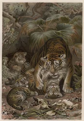 Tiger med tigroner - Tiger (Panthera tigris) med unger - gravering fra "" Brehms Dyreliv"" af Alfred Edmund Brehm (1829Ð1884)