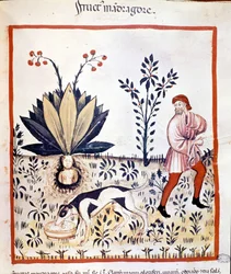 Medicinsk afhandling „Tacuinum sanitatis“, 14. århundrede. Høst af alrune. Biblioteca Nazionale Braidense, Milano