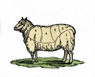 Forskellige stykker fåreslagter. Illustration fra slutningen af 1800-tallet.