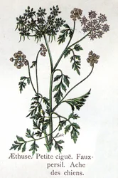Giftige botaniske planter: Aethusa, Little Hail, falsk persille og hundesmerter. Indgravering i ""Den naturlige medicin"", af Friedrich Eduard Bilz (1842-1922)