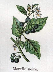 Giftige botaniske planter: sort natskygge. Gravure i “Den naturlige medicin”, af Friedrich Eduard Bilz (1842-1922)