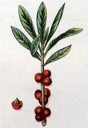 Venenøse botaniske planter: Daphne Mezereon. Indgravering i ""Den naturlige medicin"", af Friedrich Eduard Bilz (1842-1922)